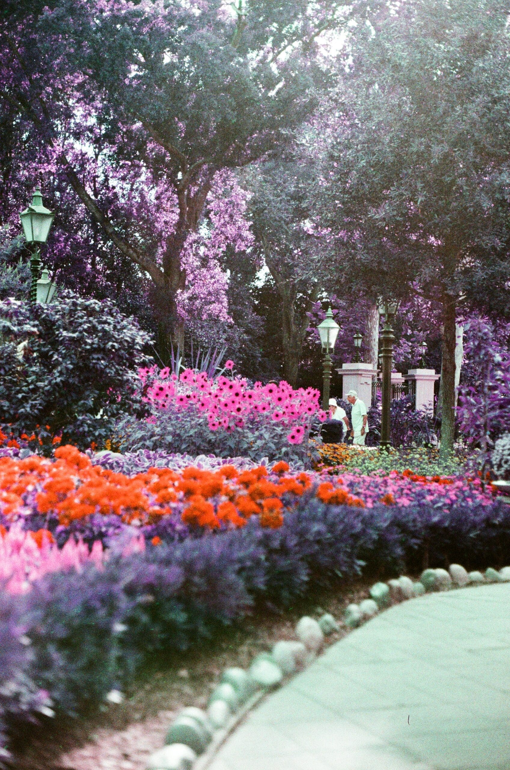 Epcot World Showcase garden path with purple canopy of trees and layers of colorful flowers, LomoChrome Purple film