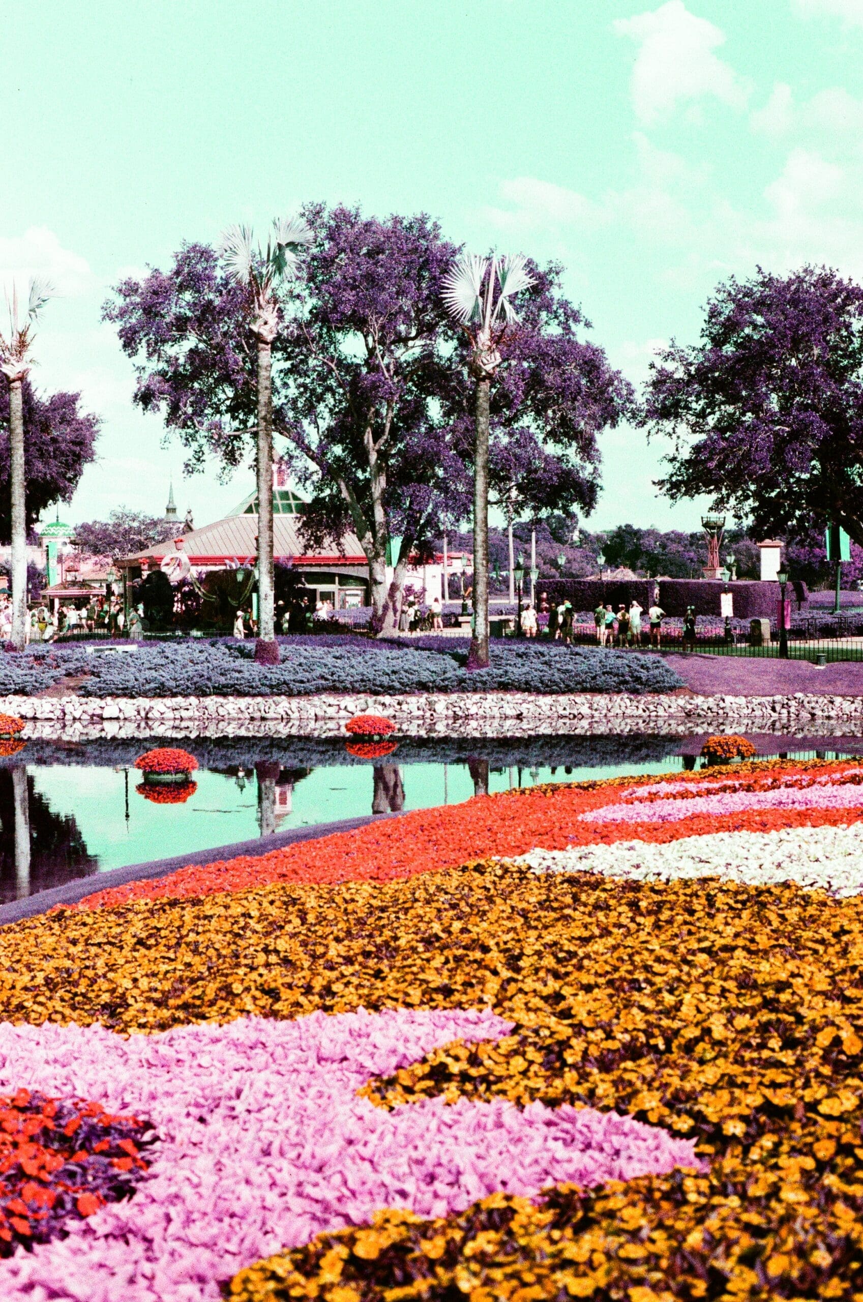 Epcot Flower and Garden Festival flower carpet with teal reflecting pool, shot on Lomography LomoChrome Purple 35mm film