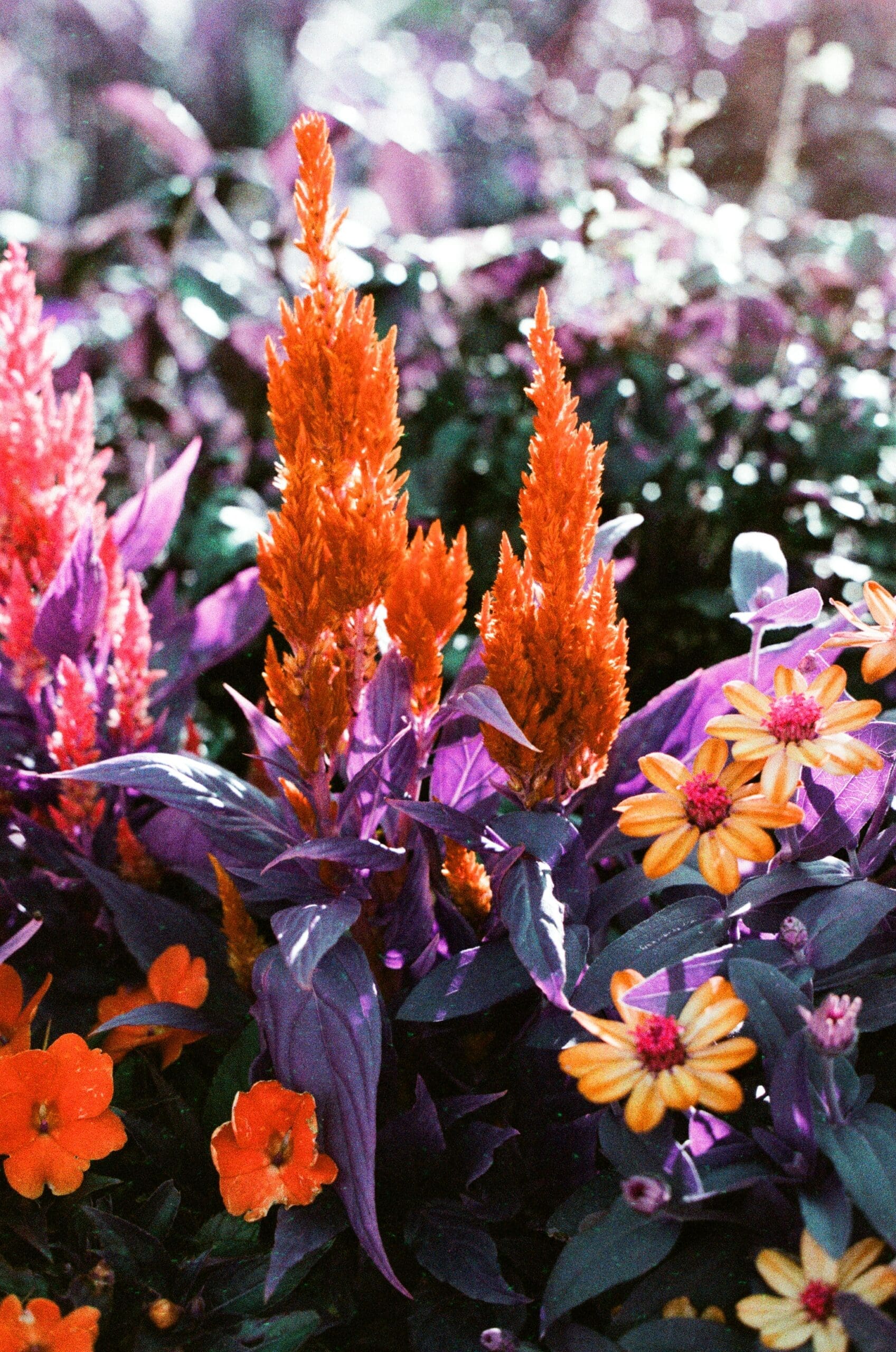 Orange celosia and zinnias with purple shifted foliage at Epcot Flower and Garden Festival on 35mm film