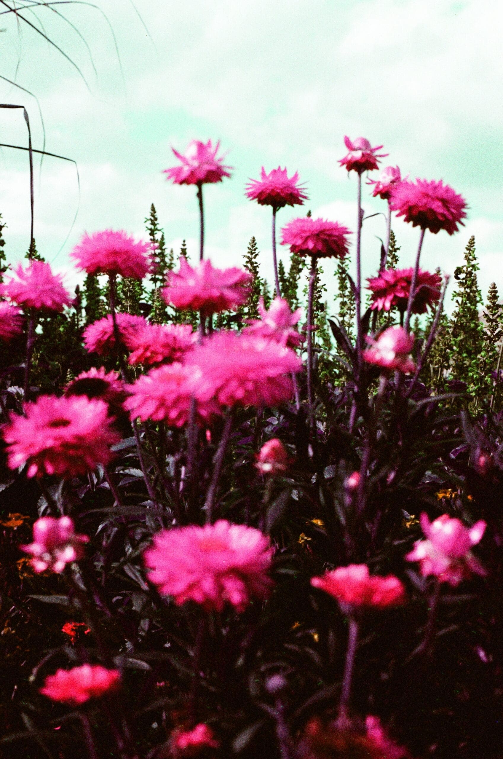 Wide angle of pink daisies with teal sky and purple foliage, Canon AE-1 Program LomoChrome Purple Epcot