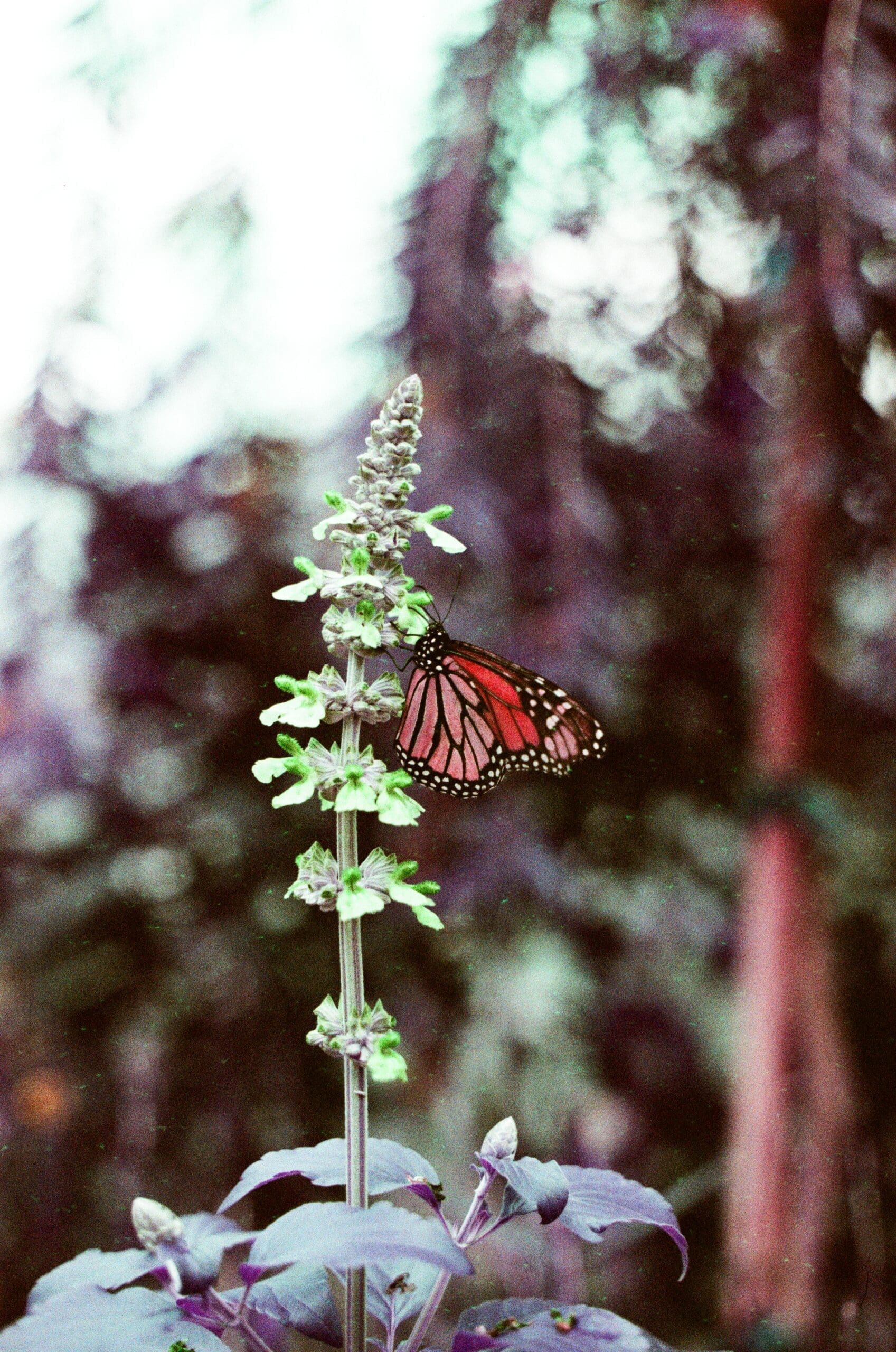 Monarch butterfly on a flower stem with purple bokeh background, shot on LomoChrome Purple 35mm film at Epcot