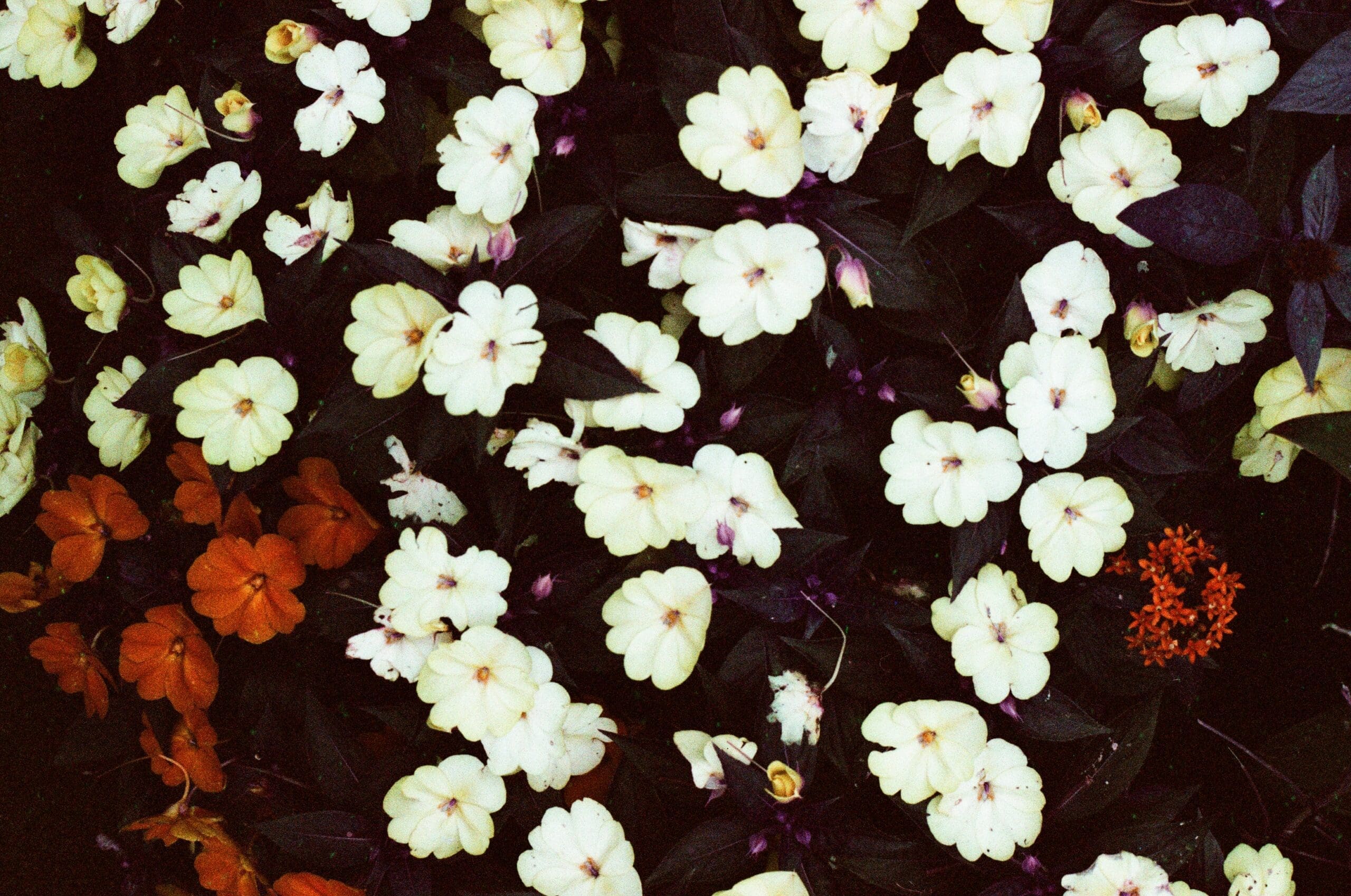 White impatiens flowers with near-black purple foliage, shot on LomoChrome Purple film at Epcot Flower and Garden Festival