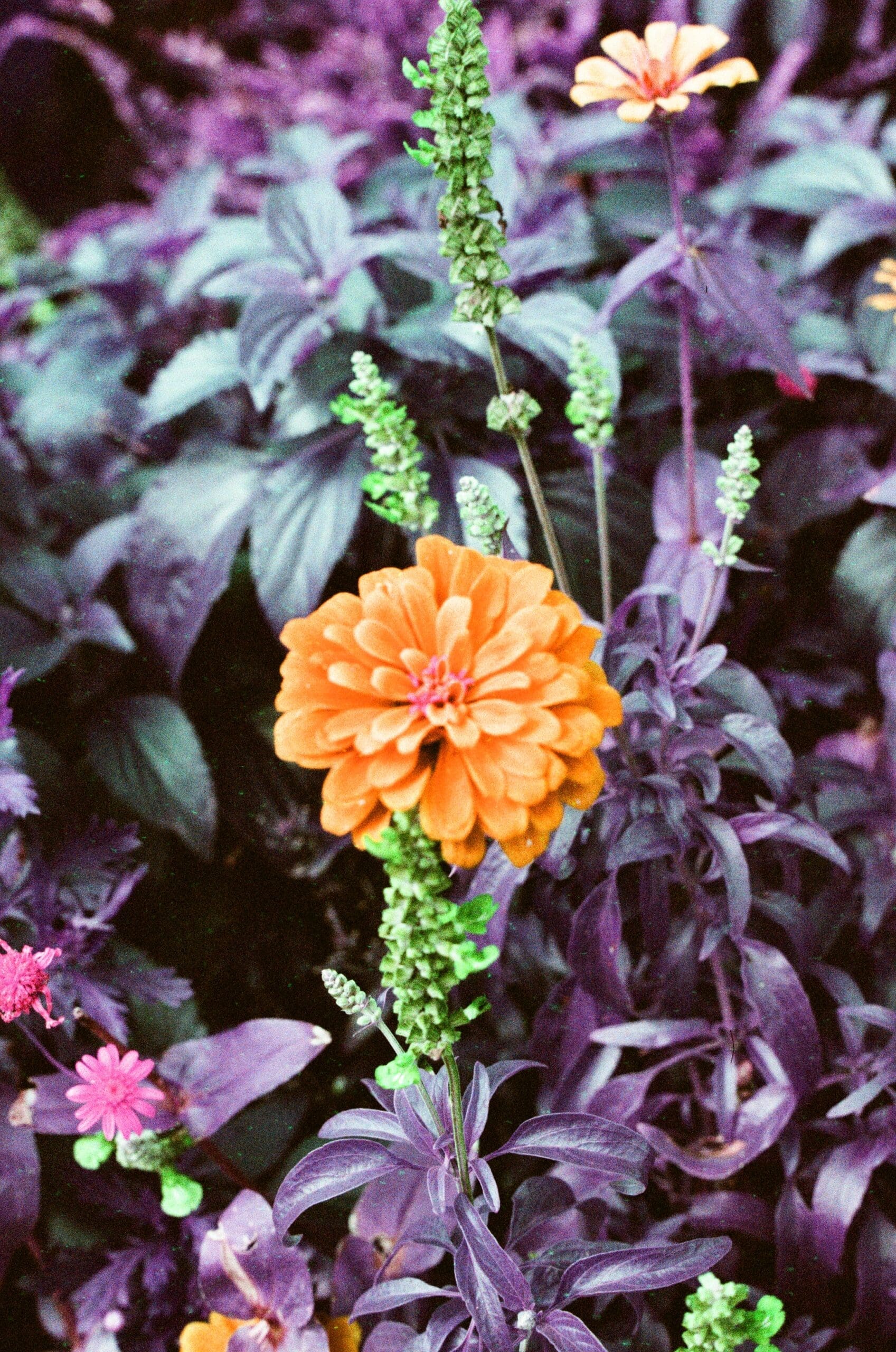 Orange zinnia flower surrounded by purple shifted foliage, shot on Lomography LomoChrome Purple at Epcot